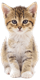 Цветы